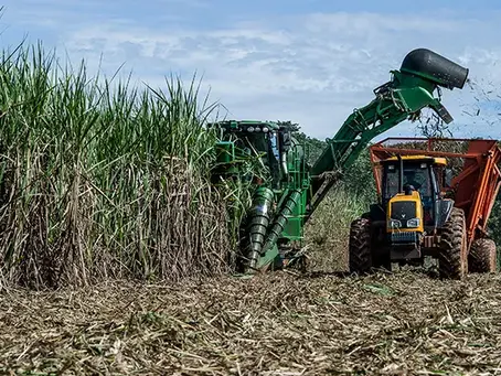 Bioinsumo para os canaviais são desenvolvidos pela Embrapa e Corteva