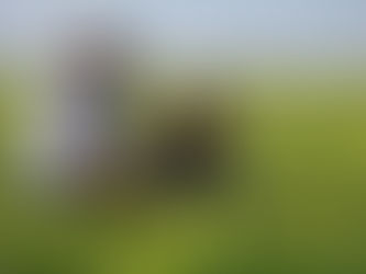 Agronomia e Gestão do Agronegócio: entenda a diferença