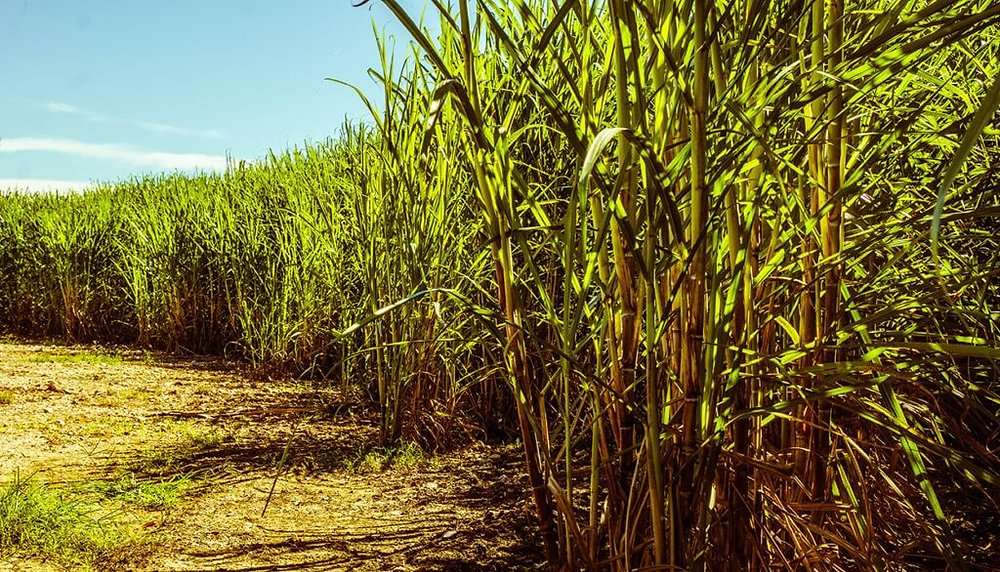 Os maiores produtores de cana-de-açúcar do Brasil