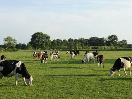 Planejamento, Intensificação e Manejo de Pastagem