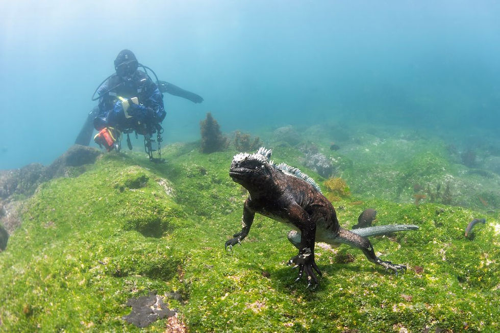 Photo credits: Galapagos Shark Diving