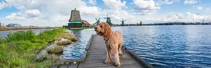Pup-Friendly River Cruise