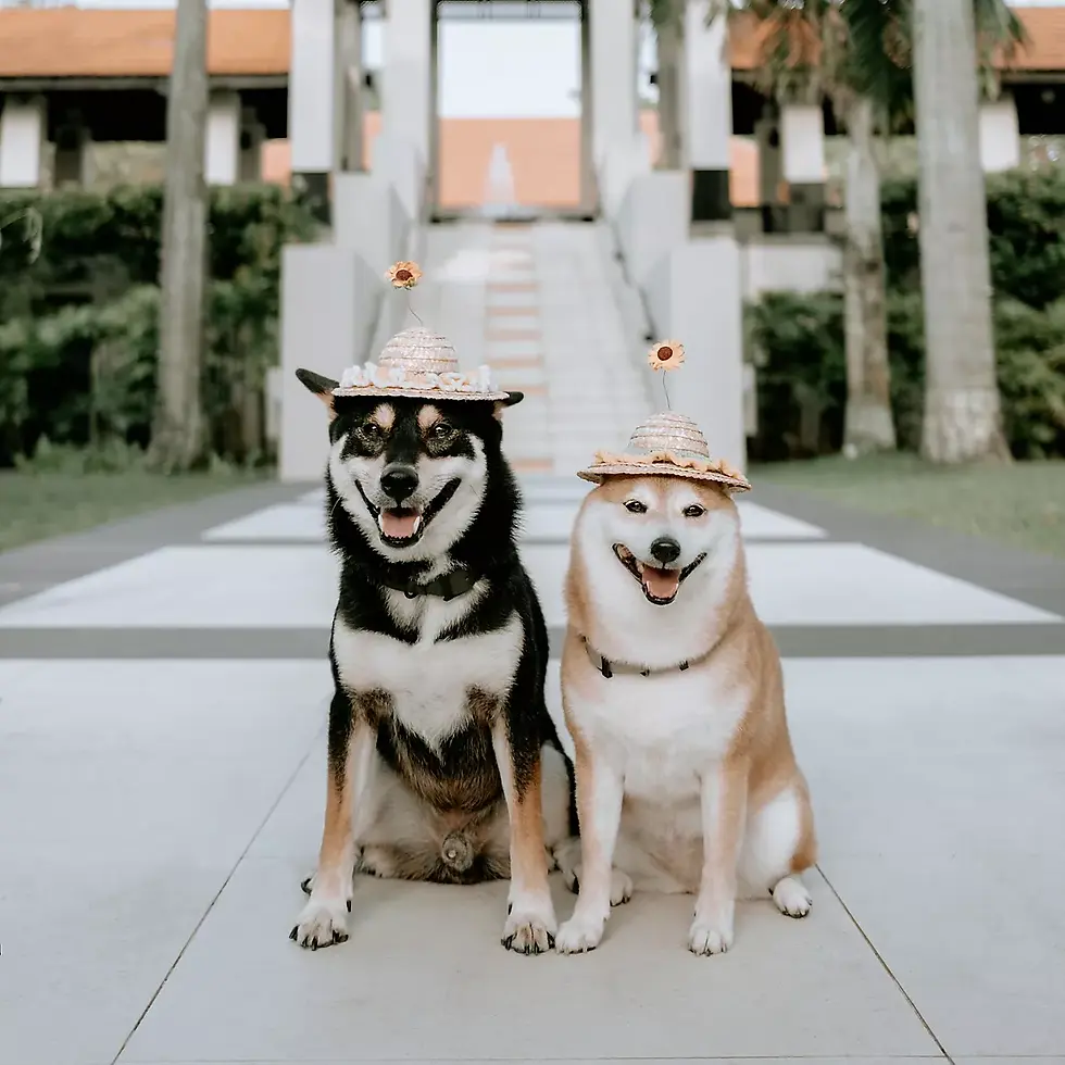 Sofitel Hotel Sentosa Singapore Pet Retreat
