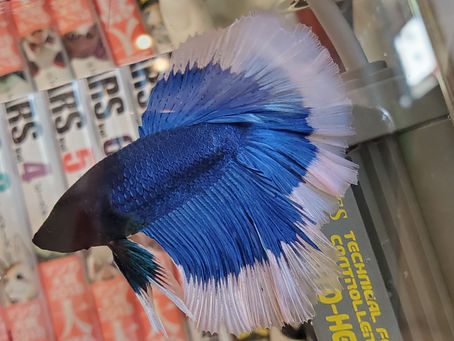 新しい仲間