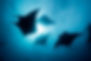 Maldives Mantas .jpeg