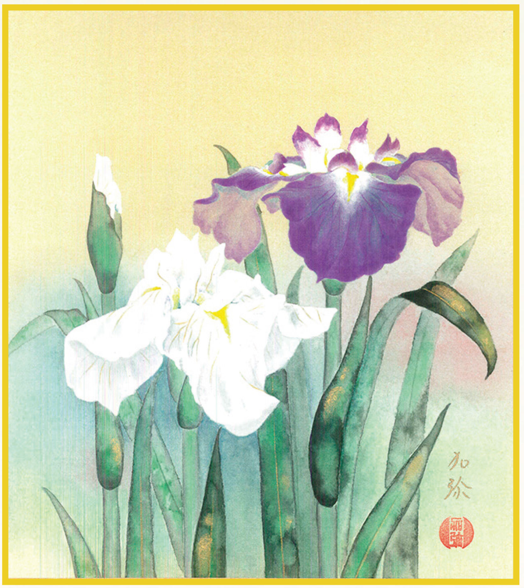 色紙　　菖蒲