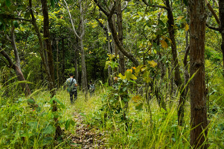Person hiking through a lush green forest trail