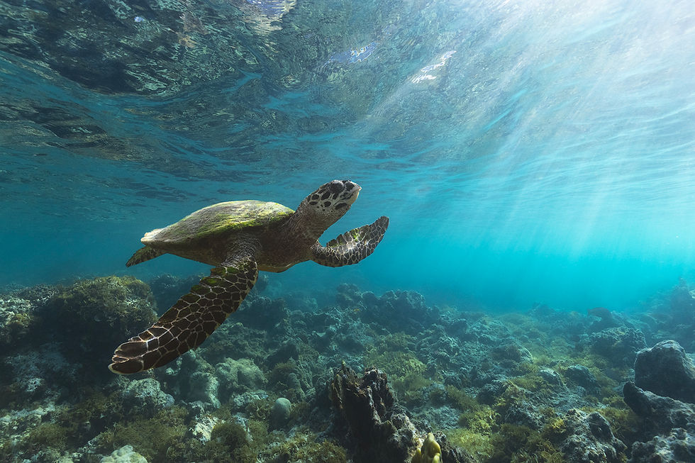 Thumbnail: Reef Voyager