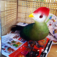 Handfed red headed turaco in San Diego