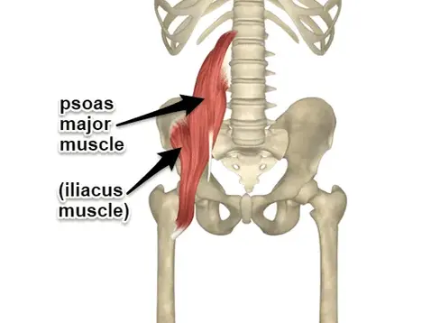 The psoas muscles connect our torso to our lower body and are connected to many common areas of discomfort!