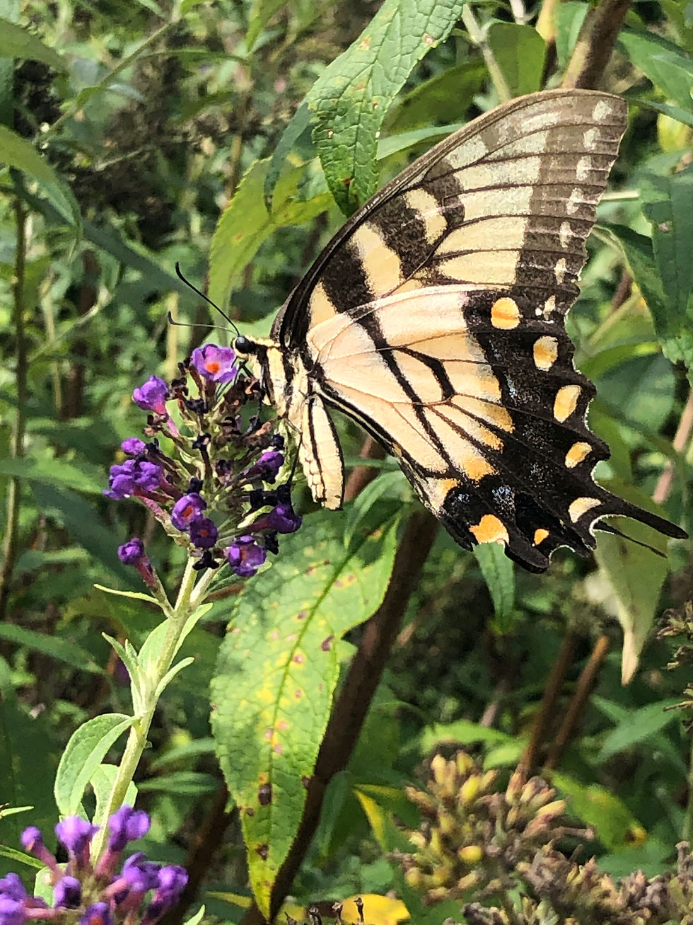 Eastern tiger swallowtail and Black Knight butterfly bush