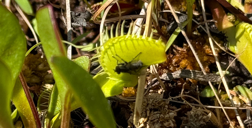 Fly sitting on the outside of enclosed Venus flytrap at the Stanley Rehder Carnivorous Garden in Wilmington, N.C.