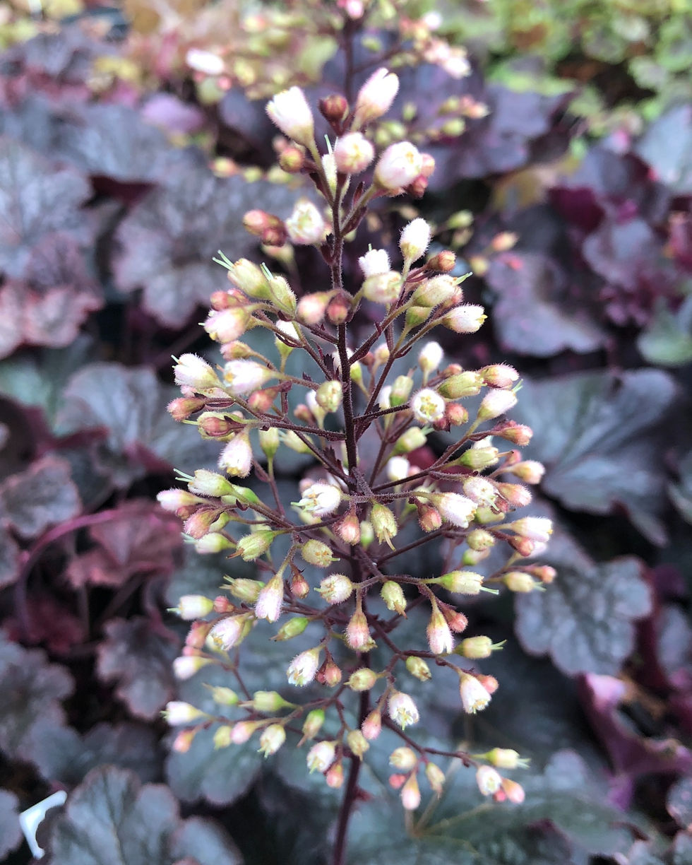 Cajun fire coral bells