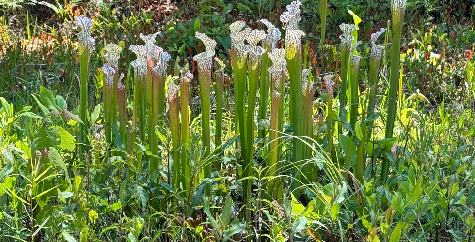 Pitcher plants at the Stanley Rehder Carnivorous Garden in Wilmington, N.C.
