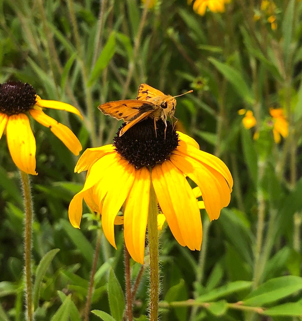 Fiery skipper butterfly and black-eyed susan