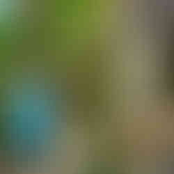 Exterior of the The outdoor dining area of Blue Heaven restaurant in Key West