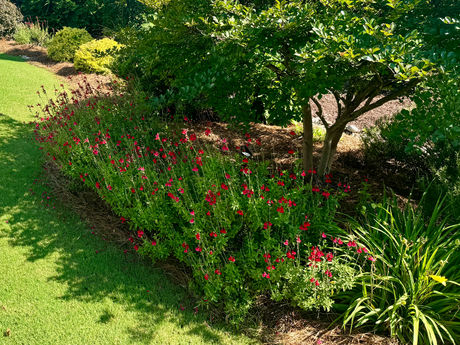 Radio red autumn sage in full bloom