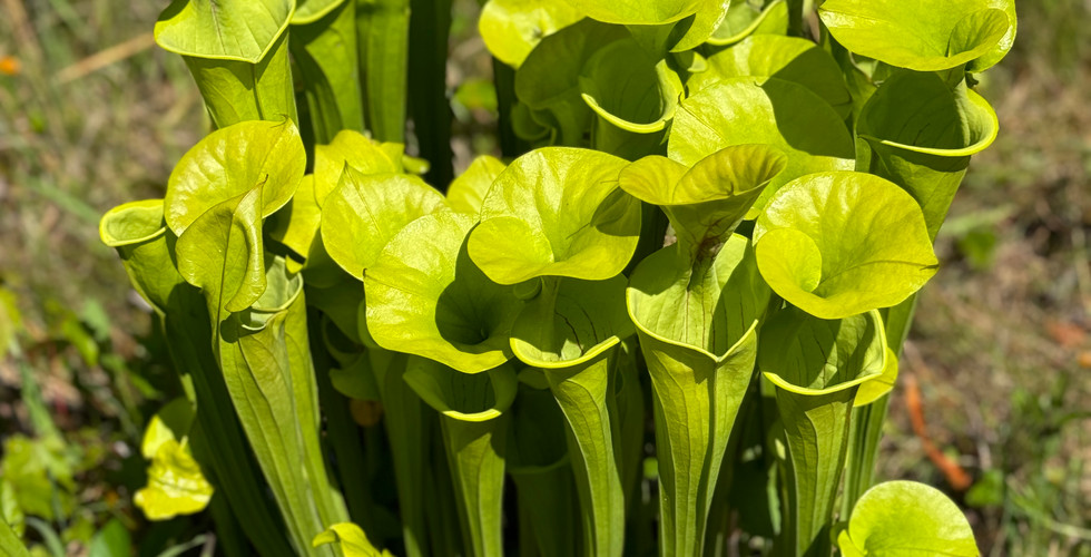 Pitcher plants at the Stanley Rehder Carnivorous Plant Garden in Wilmington, N.C.