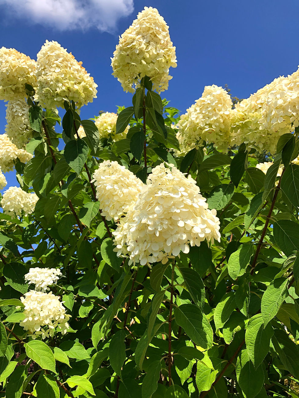 Limelight hydrangea