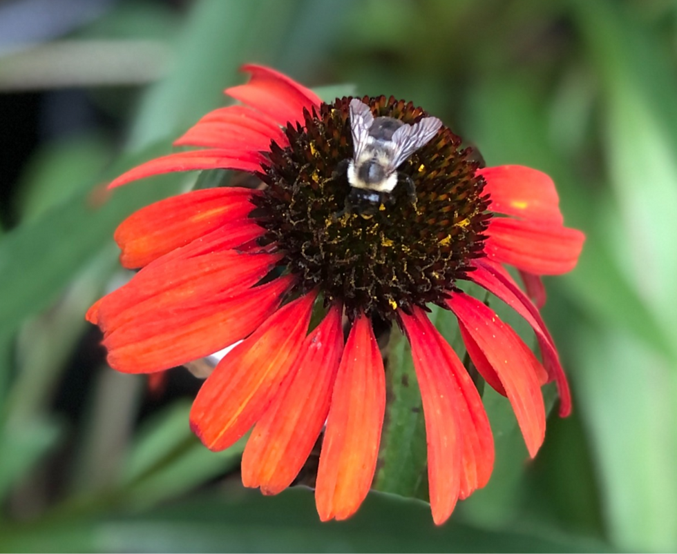 Honey bee on a red postman coneflower