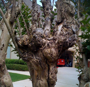 Knots on Crepe Myrtle from repeated severe and incorrect pruning