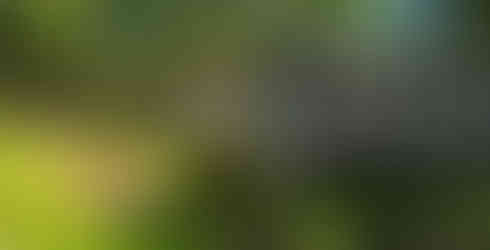 Observation deck at the Stanley Rehder Carnivorous Garden in Wilmington, N.C.