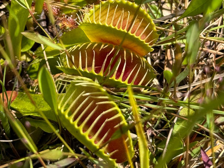 Where to See Wild Venus Flytraps: Mother Nature's "Meat Eater" Unique the World Over to NC
