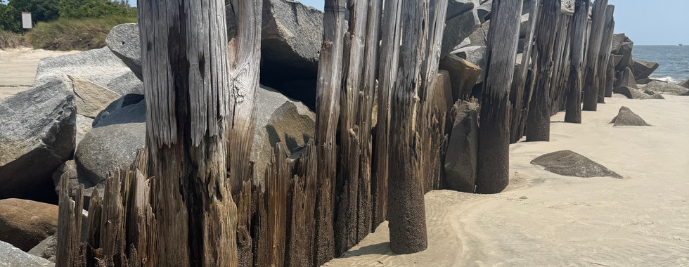 Old wooden pier supports lined up in the sand at a beach on Sullivan's Island