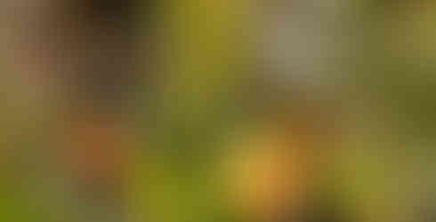 Venus flytraps, Stanley Rehder Carnivorous Garden in Wilmington, N.C.