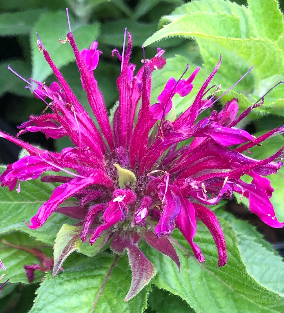 Balmy rose bee balm