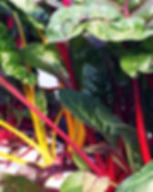 Rainbow Chard.jpeg
