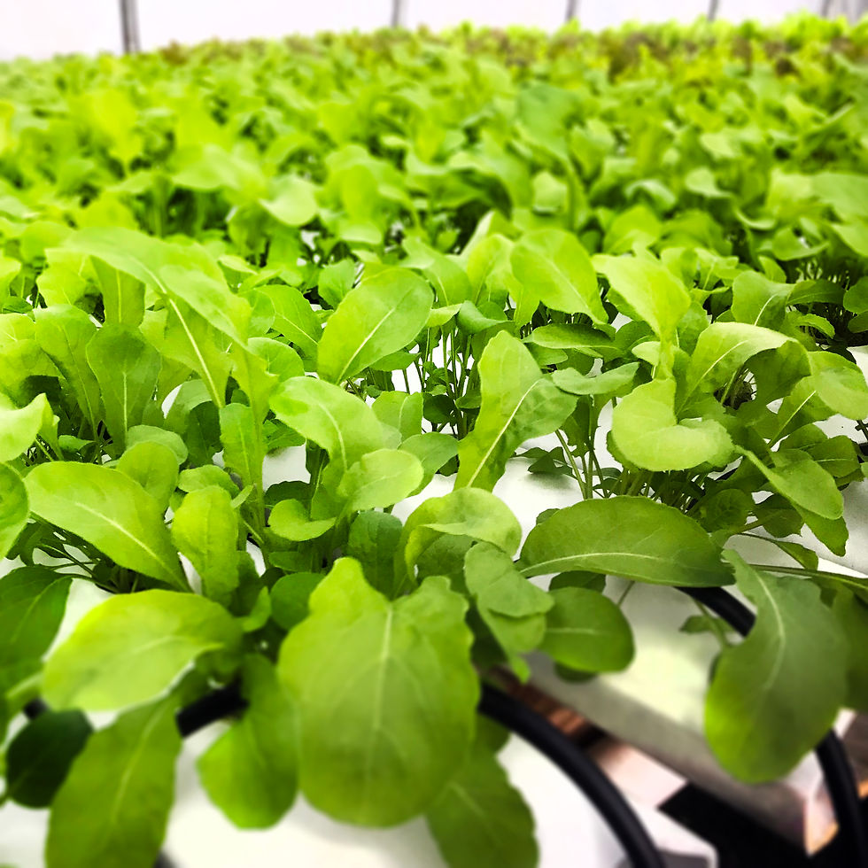 Arugula