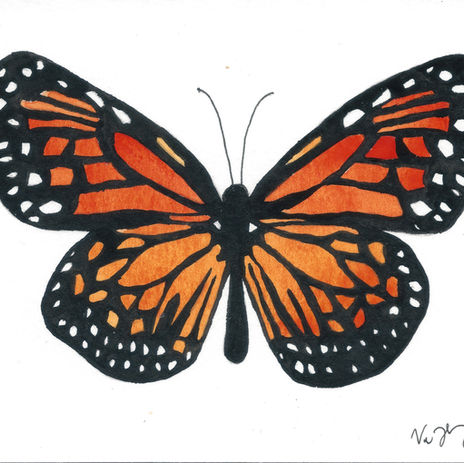 butterfly.jpeg