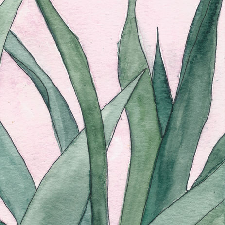 agave.jpeg