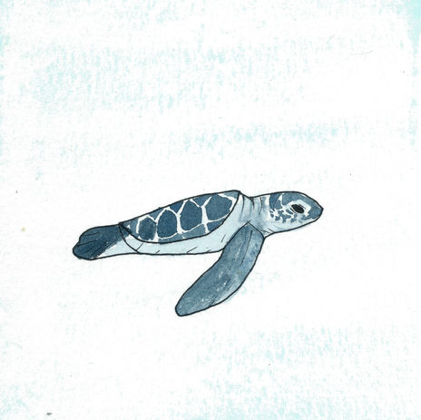 sea turtle.jpeg