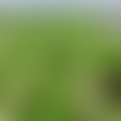Minecraft Rice Paddy In Saitama