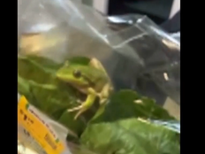 Live Frog Found In Bag Of Salad