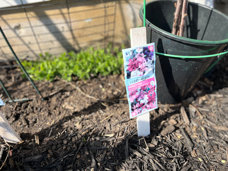 Palm Sunday morning in the Garden…