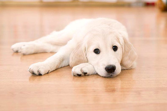 Best Pet Friendly Floors