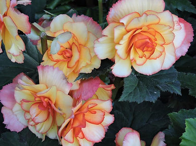 yellow and pink roses