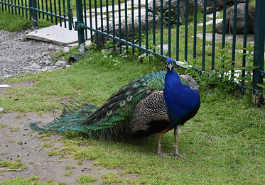 peacock