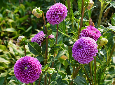 dahlia flowers