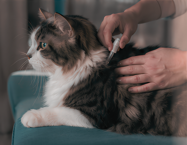 Spot-on treatment application on cat neck
