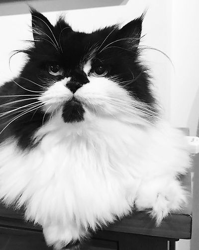 FURRYTEL In Memory of Kylie