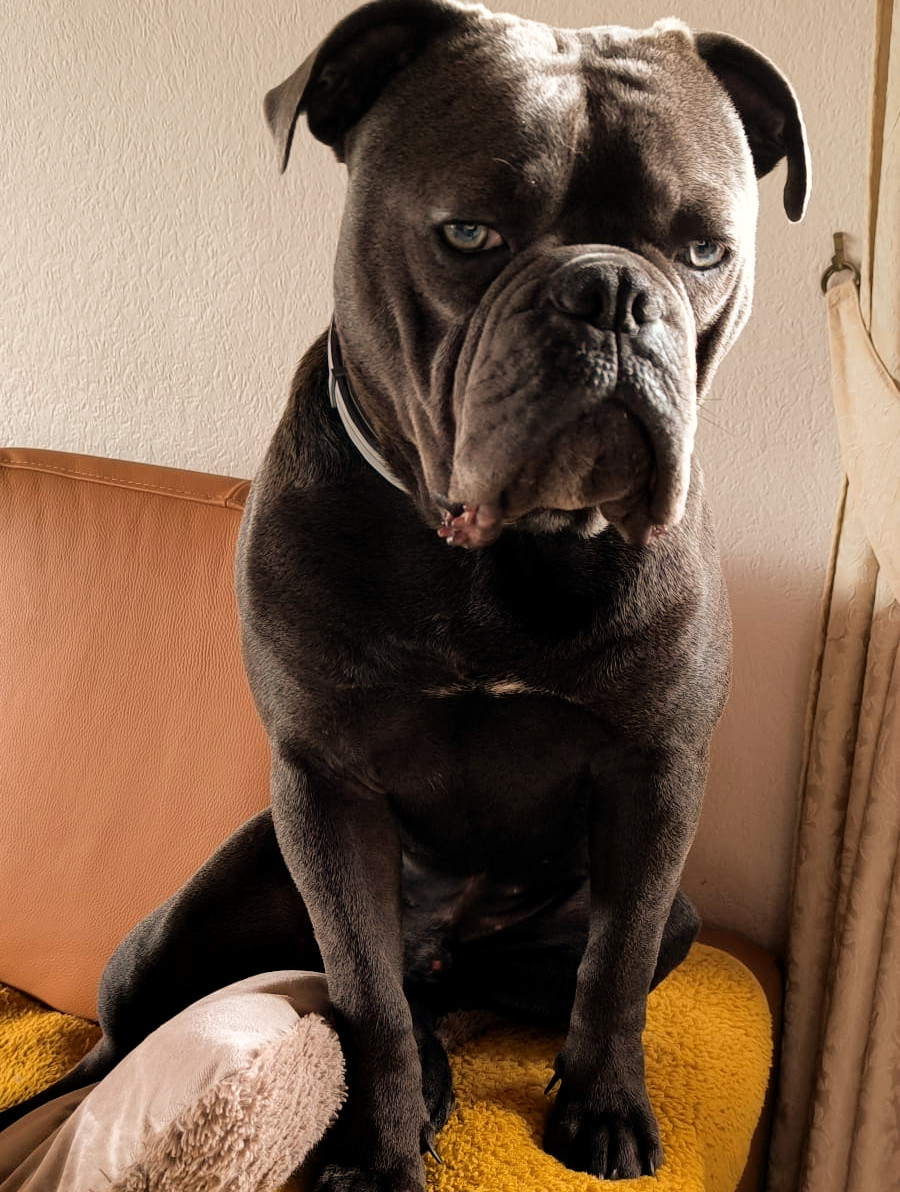 Old English Bulldogge Balu