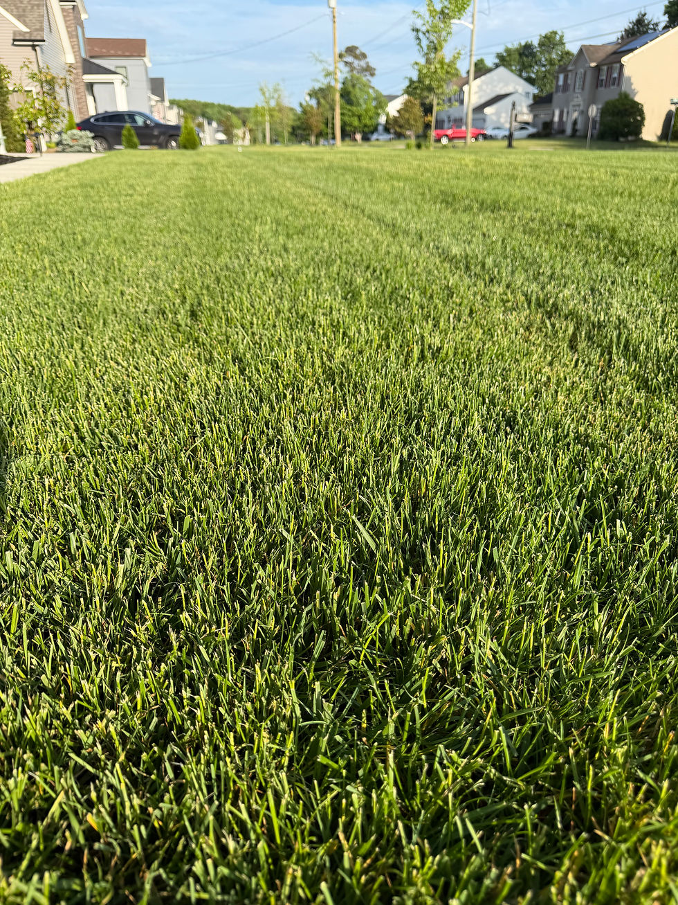 Healthy green lawn in Egg Harbor Township