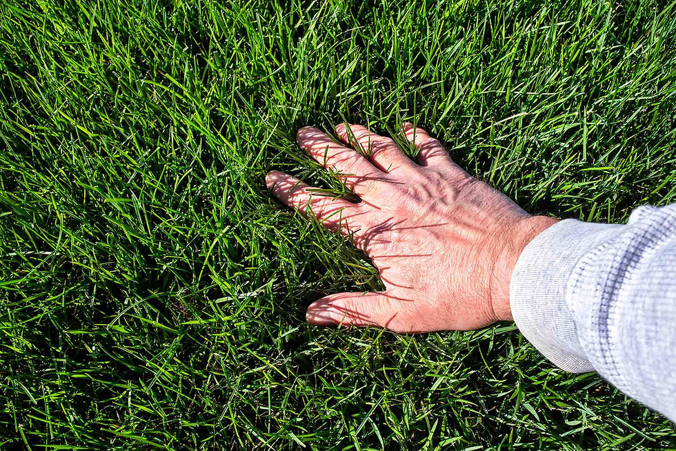 Professional lawn fertilization and weed control services in Egg Harbor Township NJ