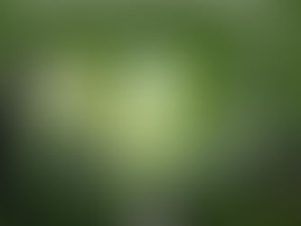 How Purpose Marketing is Driving New Revenue through Eco-Tourism and Carbon Credits: Our Proud Work at Cognitive Blend