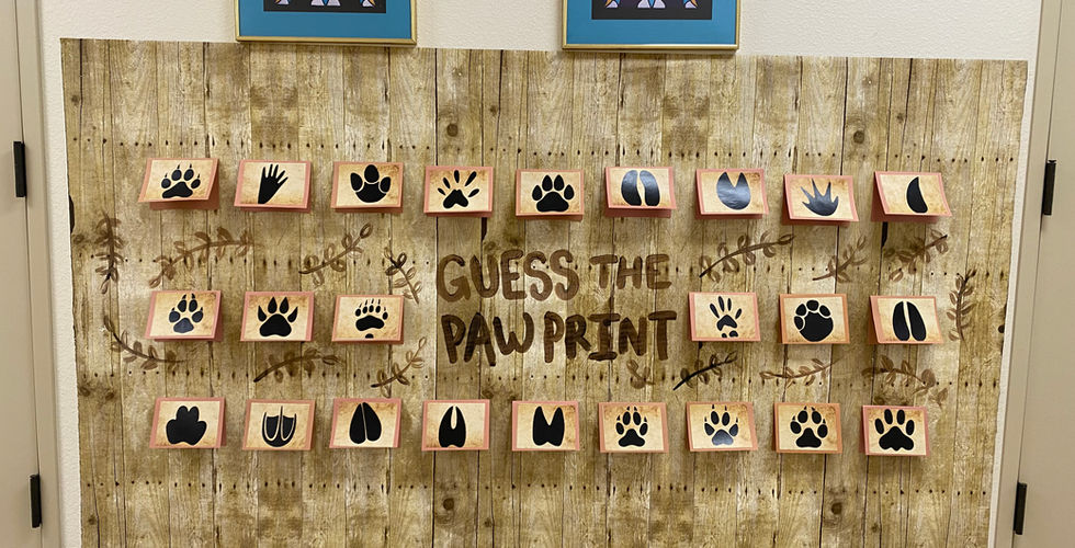 A strip of wood paper on the bottom half of a wall with 25 paw prints on it. The paw prints are on cards, and some are more open than others. The display is labeled "Guess the Paw Print" with some leaves around.