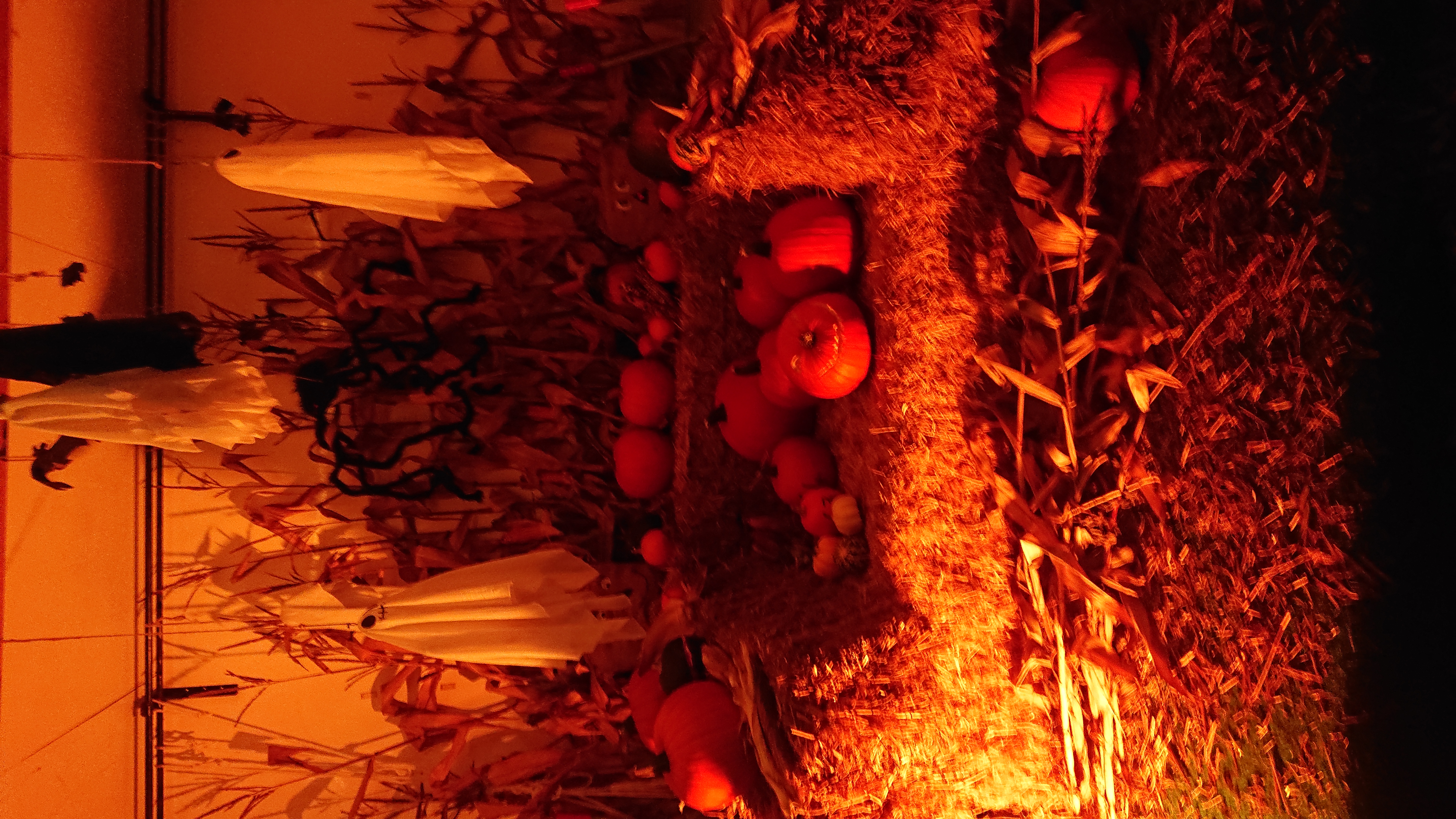 Seasonal visit at Squarecrows